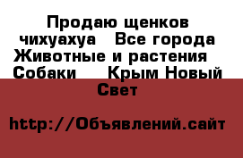 Продаю щенков чихуахуа - Все города Животные и растения » Собаки   . Крым,Новый Свет